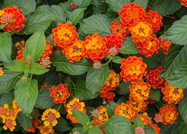 istock Lantana, Lantana aculeata 486763209