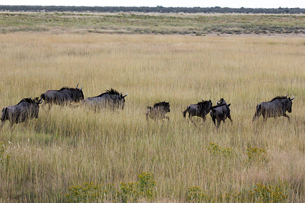 istock Namibia: Black Wildebeest at Etosha National Park 486763349