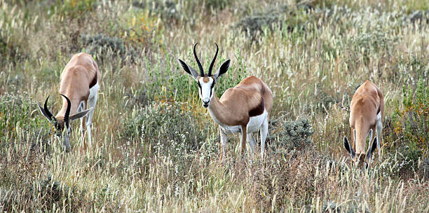 istock Namibia: Springbok at Etosha National Park 486763351