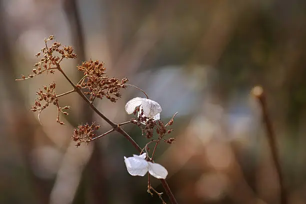 Photo of Mourning nature,dry Prunus pensylvanica fruit (Pin cherry), minimalist concept