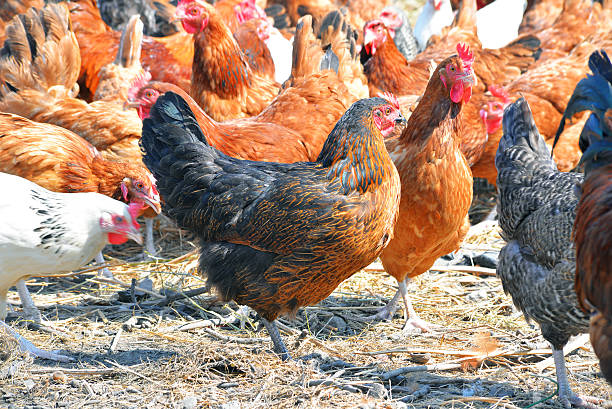 istock Chickens on traditional free range poultry farm 486763894