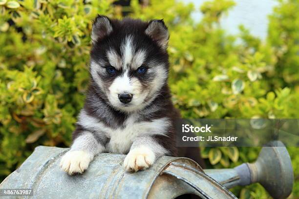 Husky Siberiano Descansar Suas Patas Um Regador - Fotografias de stock e mais imagens de Amolgado - Amolgado, Animal, Animal de Estimação