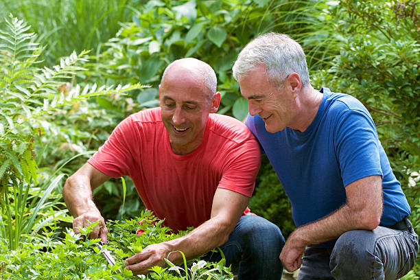 età, mature gay di coppia maschile senior giardinaggio in orto delle erbe - gardening couple senior adult ethnic foto e immagini stock