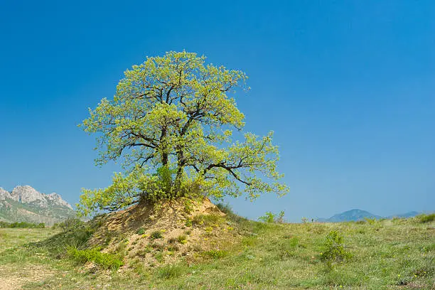 Splendid lonely oak on a hill against cloudless sky at spring season in Crimean peninsula