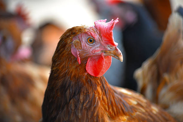 istock Chickens on traditional free range poultry farm 486764530