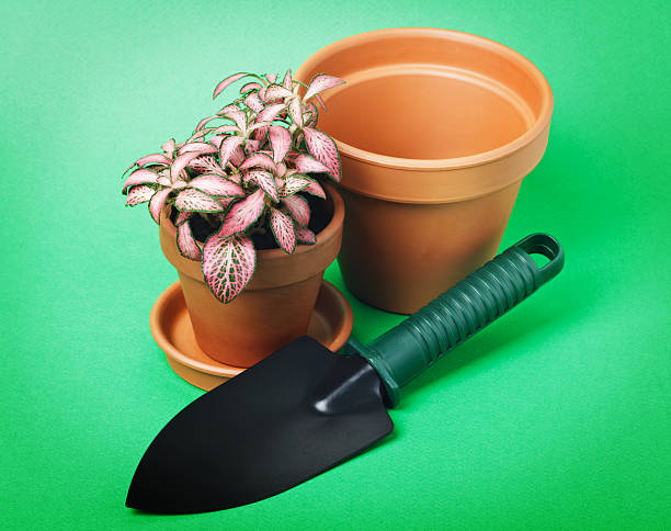 istock Flower in pot on green background 486765131
