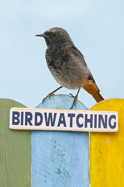 istock Bird perched on a fence decorated with the word birdwatching 486765156
