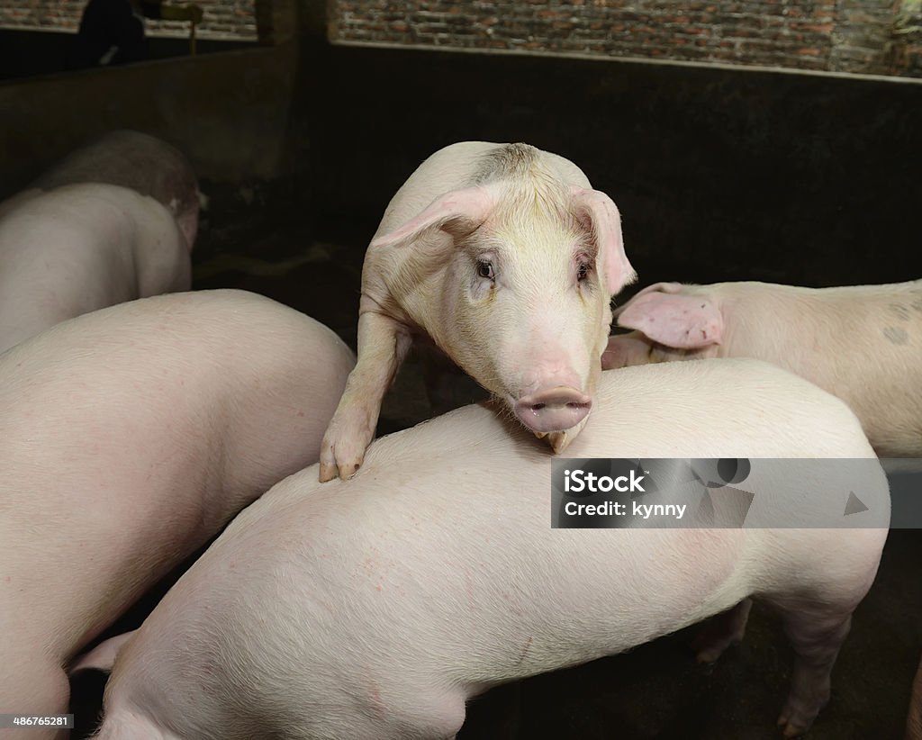 Ferkel in farm - Lizenzfrei Agrarbetrieb Stock-Foto