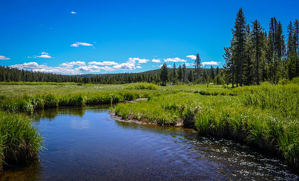 istock The beautiful green swamp 486765812