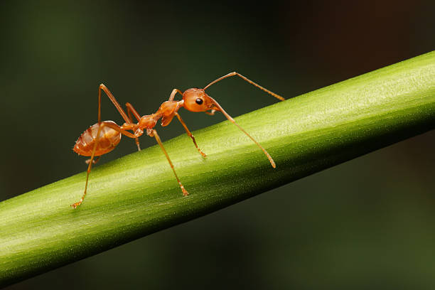 istock Ant walking to Foraging on a branch. 486766661