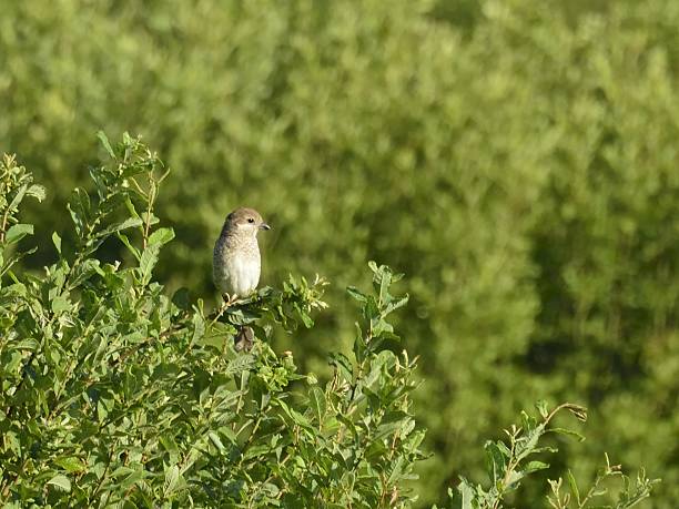 istock Kalandra bia³osWhite-winged lark 486766980