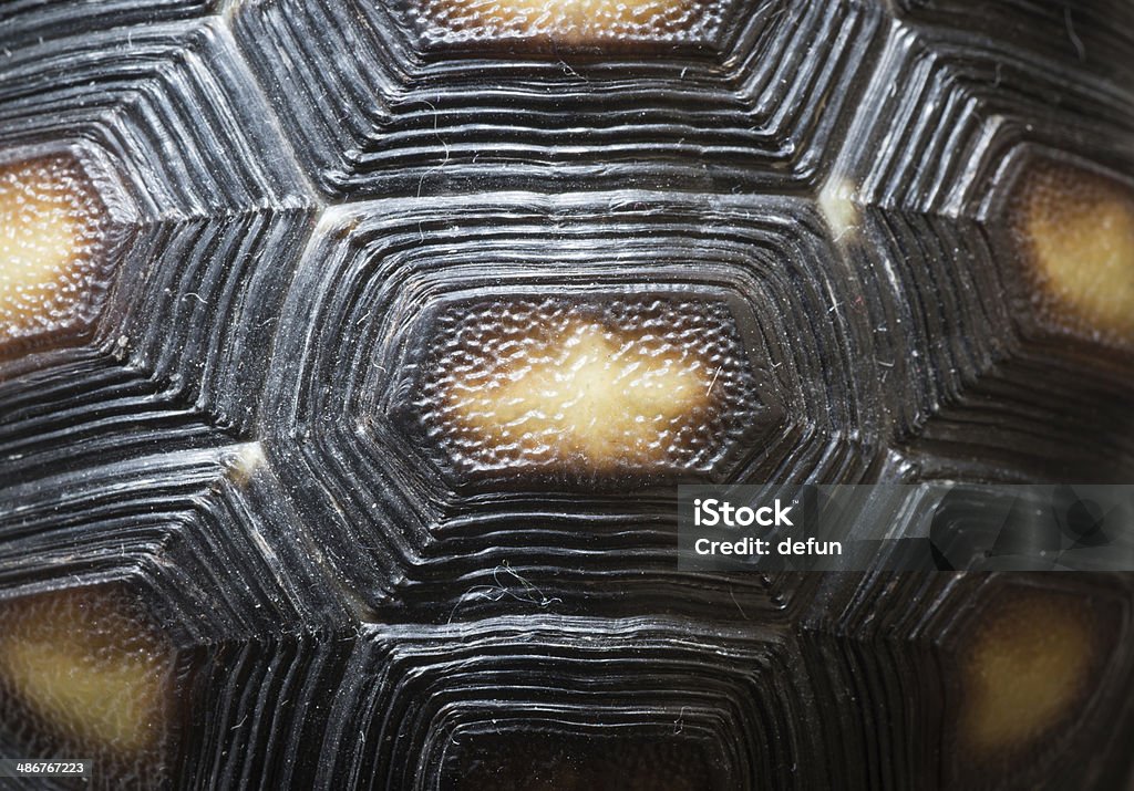 Turtle Shell Pattern Texture Stock Photo - Download Image Now ...