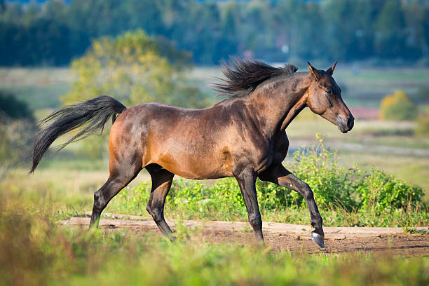 istock Arabian horse gallops across the field 486768699