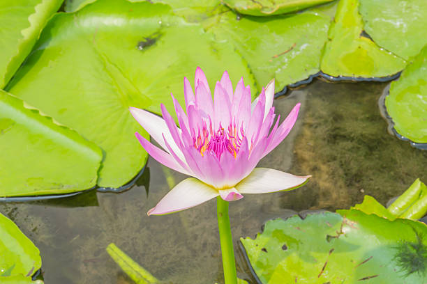 istock purple lotus,purple waterlily 486769013