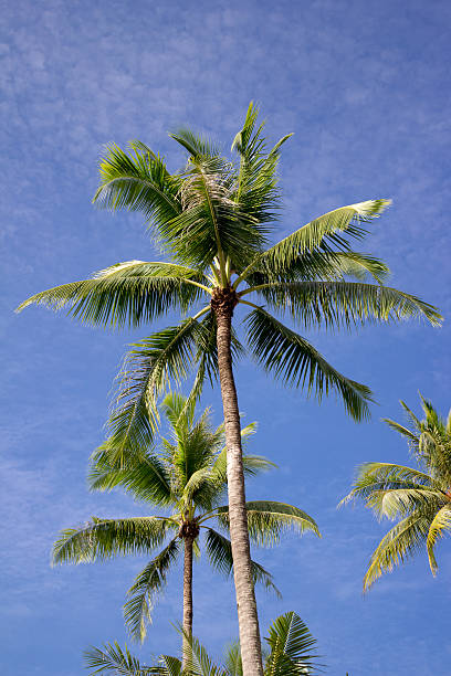 istock nice palm trees in the blue sky 486769027