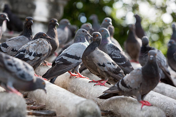 Flock of pigeons