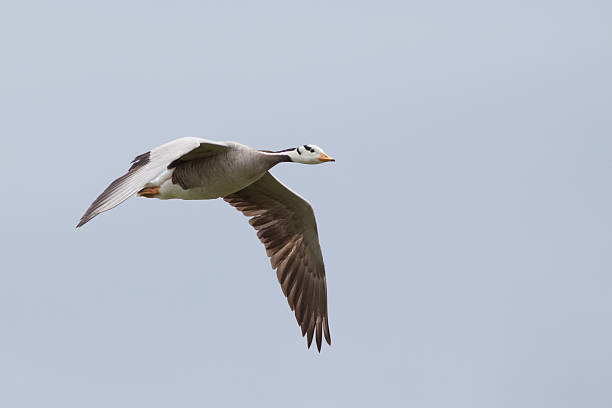 Birds Bar-Headed Goose Ornithology - Free photo on Pixabay