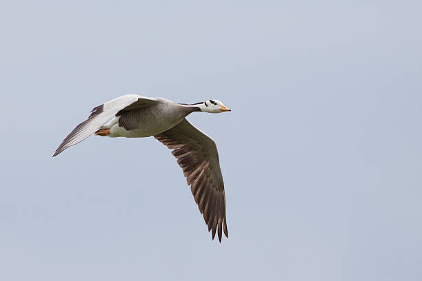 Bar-headed Goose Bar-headed Goose flies across the sky. bar headed goose anser indicus stock pictures, royalty-free photos & images