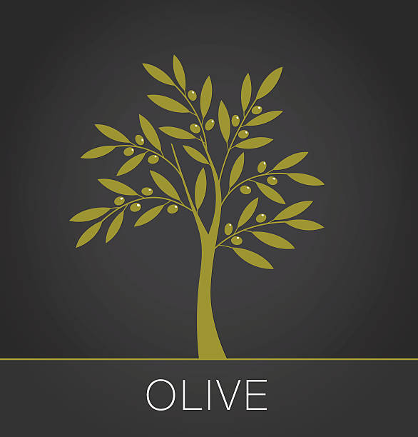 Olive tree label on dark background. Vector illustration It can be used in the design for websites, infographic, catalogs, brochures, stores, etc. Olive Tree stock illustrations