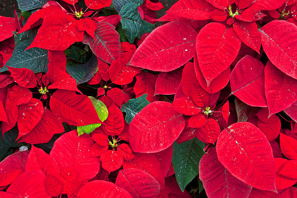 istock Christmas Red Poinsettia Flowers Background 486772278
