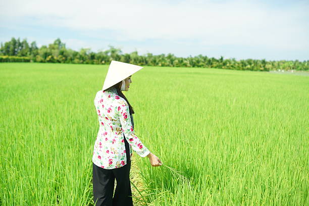 istock Beautiful vietnamese farmer girl 486772932
