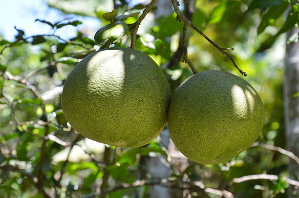 istock pomelo on the branch in the farm 486773068