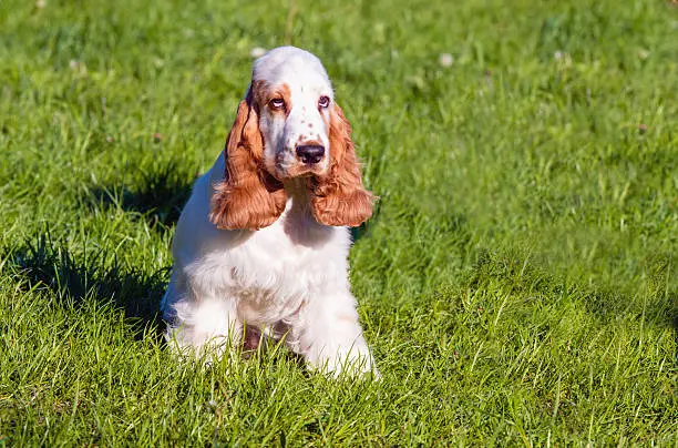 The  English Cocker Spaniel is on the grass.