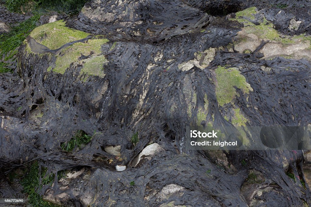 Laverbread seaweed Seaweed on rocks on the Gower peninsular, Swansea, the type that is used to make the Welsh delicacy called Laverbread. 2015 Stock Photo