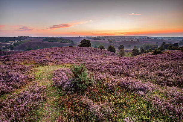 istock Heathland landscape at sunrise 486774414