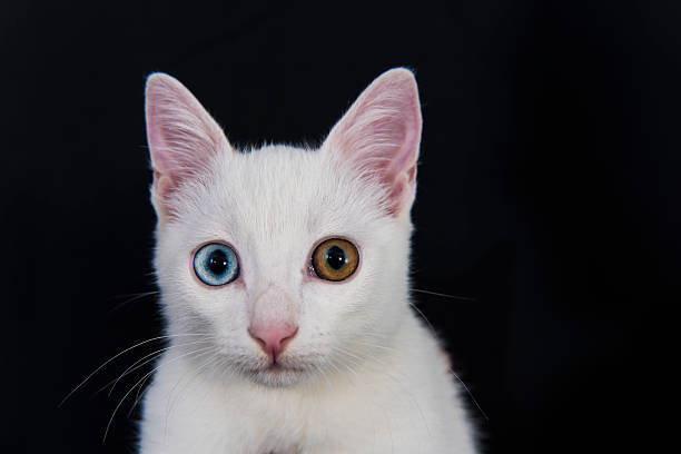 istock Uniqueness White Cat with Green and Blue Eyes 486775080