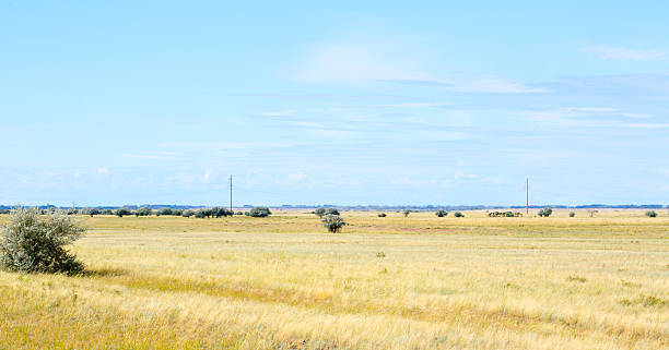 istock Yellow grass in the steppe and blue sky 486776102
