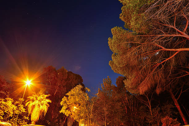 istock pine wood and lamppost under a starry sky in Alghero 486776726