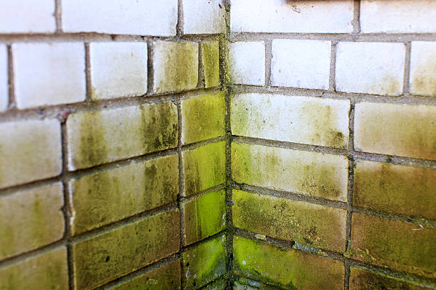 зелёная плесень в углу кирпичной стены - зелёная плесень стоковые фото и изображения