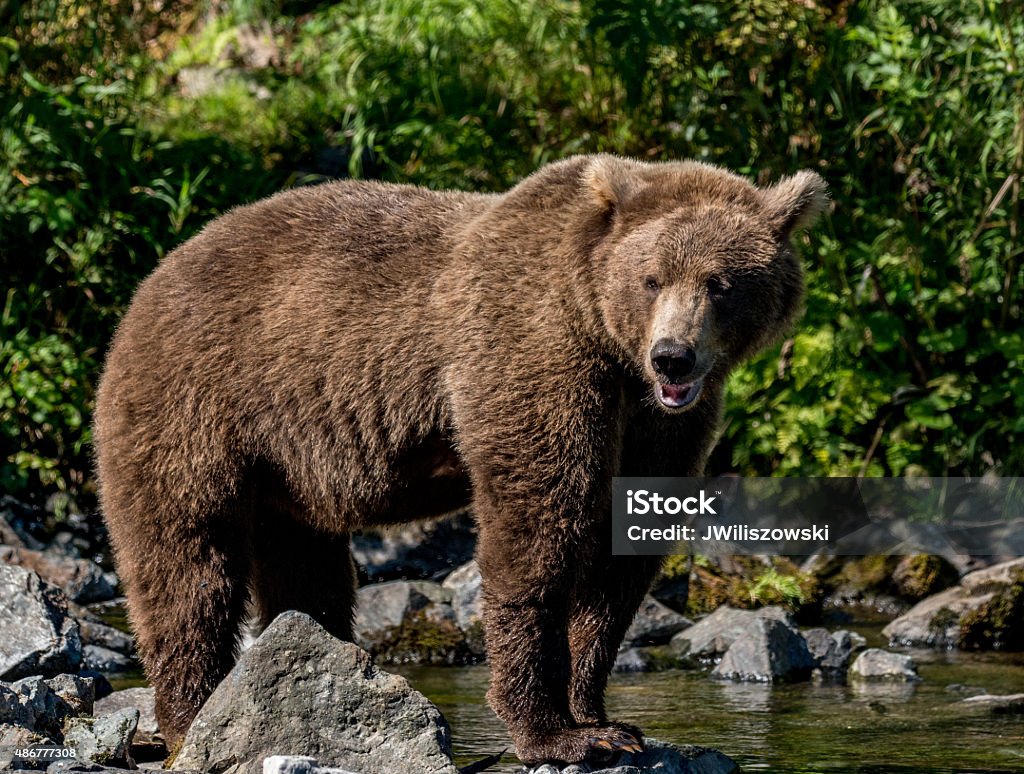 Alaskan Brown Bear encuestas pesca de corriente - Foto de stock de 2015 libre de derechos