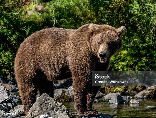 Alaskan Brown Bear Encuestas Pesca De Corriente Foto de stock y más banco de imágenes de 2015 - 2015, Animal, Fauna silvestre