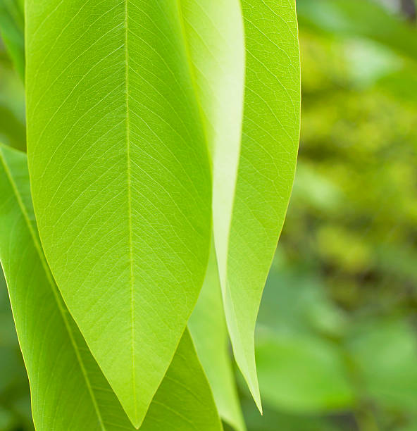 istock Closeup green leaves background 486777696
