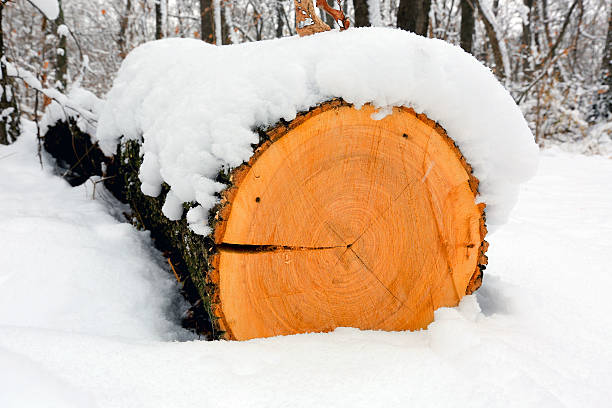 istock wooden log in winter forest 486777990