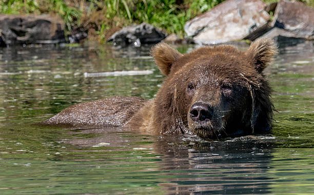 istock Alaskan Brown Bear Surveying Lake 486778286