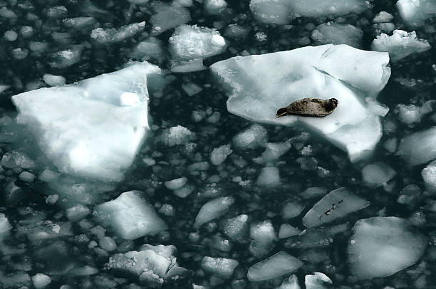 foka pospolita - glacier alaska iceberg melting zdjęcia i obrazy z banku zdjęć
