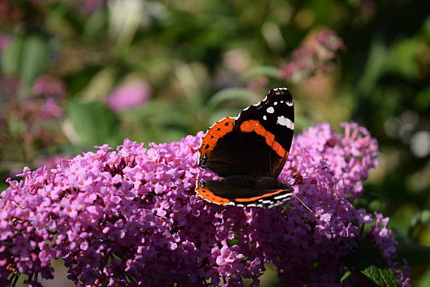 istock Butterfly sucking nectar on butterfly bush 486778922