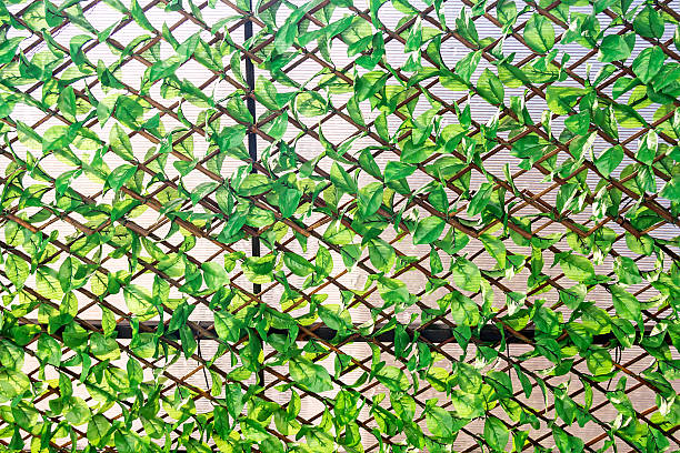 istock wooden fence overgrown with green leaf. 486780790