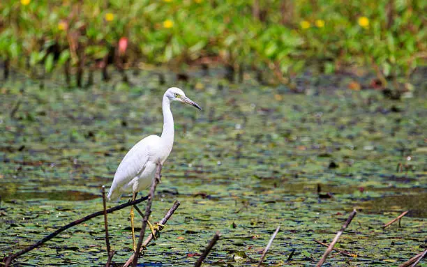 here's a snowy egret resting on a branch over the swamp looking for it's next meal.