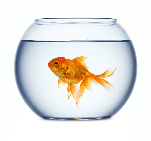 Goldfish in a fishbowl Goldfish in a fishbowl isolated on white background cyprinidae photos stock pictures, royalty-free photos & images