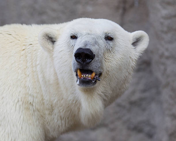 istock Close-up of a polarbear (icebear) 486783014