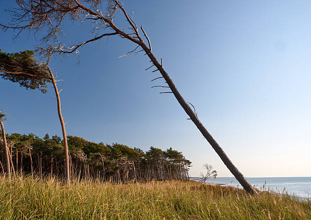 istock Baltic coast near Prerow 486783762