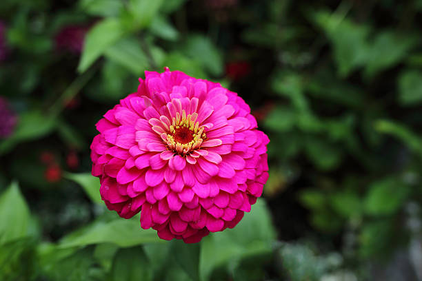 istock Pink Zinnia Elegans Close Up 486784146
