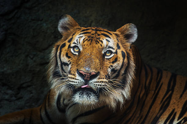 istock young sumatran tiger walking out of shadow/Tiger 486785315