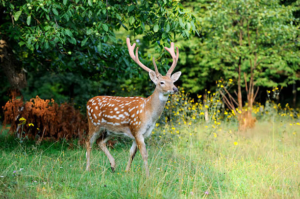 istock Whitetail Deer standing in summer wood 486785496