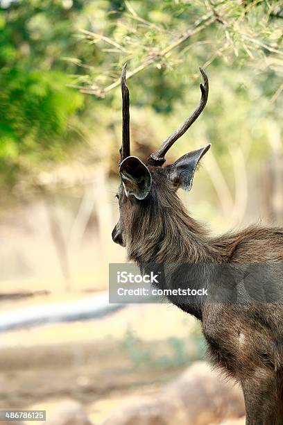 Sambaar Deer - Fotografie stock e altre immagini di Ambientazione esterna - Ambientazione esterna, Animale, Animale selvatico