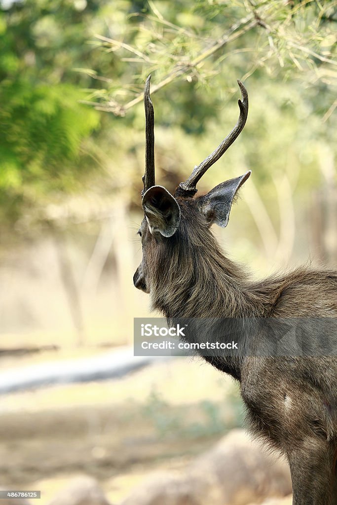 Veado Cervo sambar - Royalty-free Animal Foto de stock